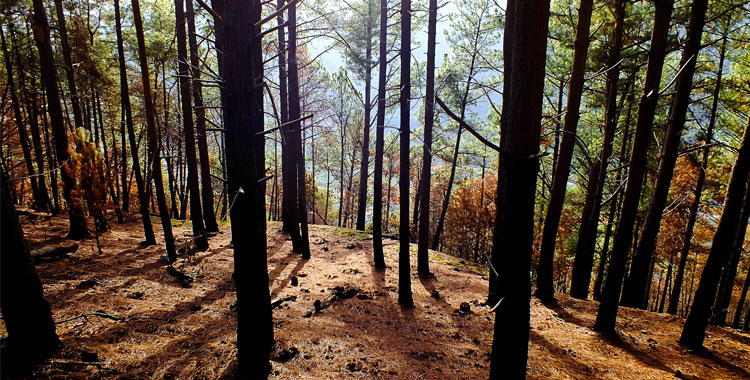 MobileTrack Forest Products